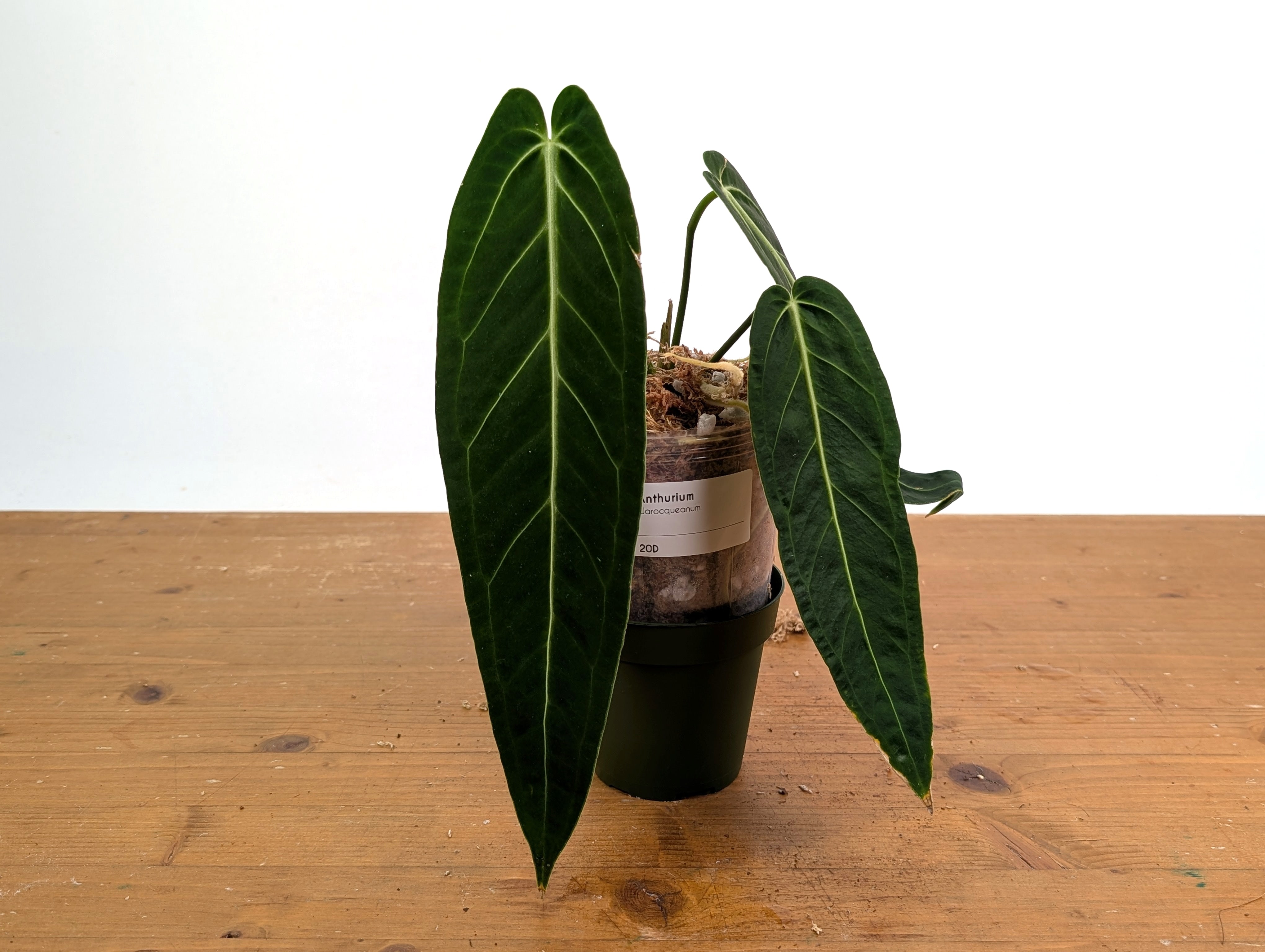 Anthurium Warocqueanum 'Queen' – Plantamani Plants