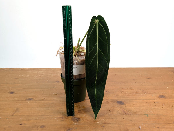 Anthurium Warocqueanum 'Queen' - Exact Plant #20F - Free UPS 2 day air