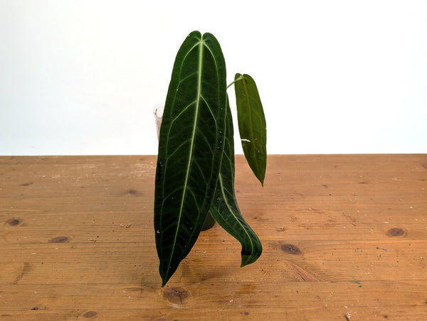 Anthurium Warocqueanum 'Queen' - Exact Plant #20G - Free UPS 2 day air