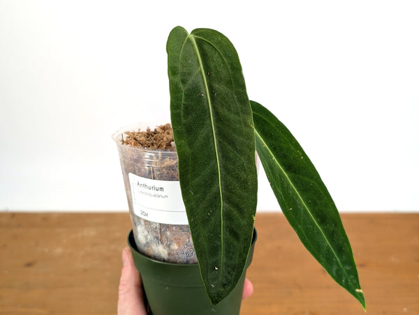 Anthurium Warocqueanum 'Queen' - Exact Plant #20H - Free UPS 2 day air