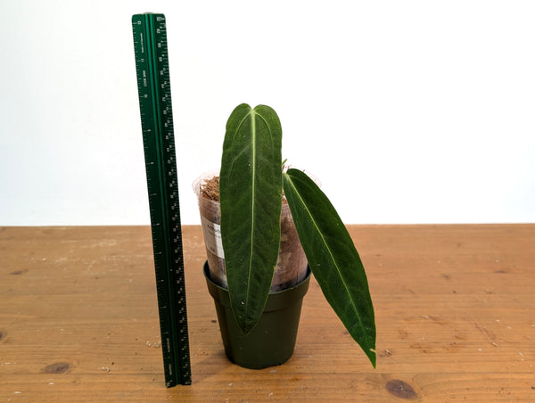 Anthurium Warocqueanum 'Queen' - Exact Plant #20H - Free UPS 2 day air