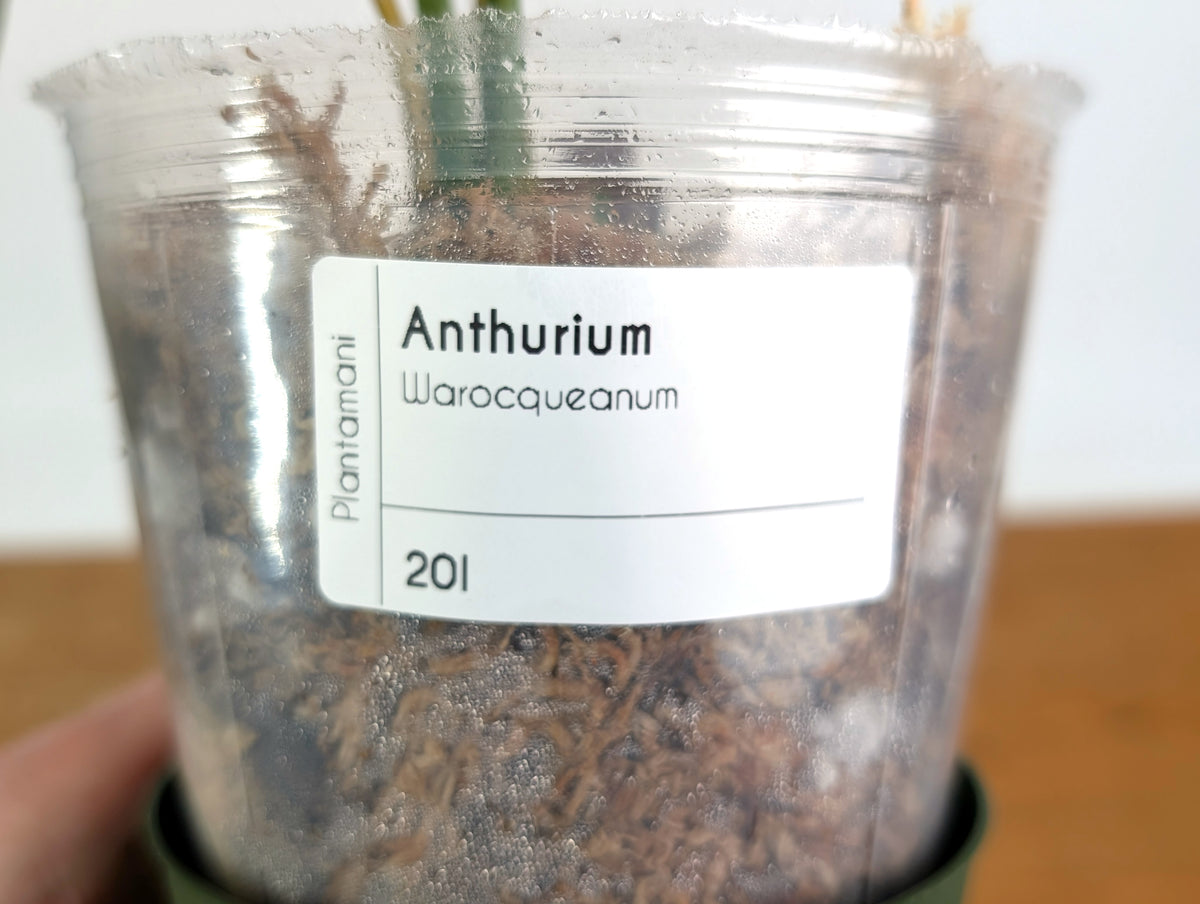 Anthurium Warocqueanum 'Queen' - Exact Plant #20I - Free UPS 2 day air