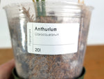 Anthurium Warocqueanum 'Queen' - Exact Plant #20I - Free UPS 2 day air
