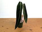 Anthurium Warocqueanum 'Queen' - Exact Plant #20I - Free UPS 2 day air