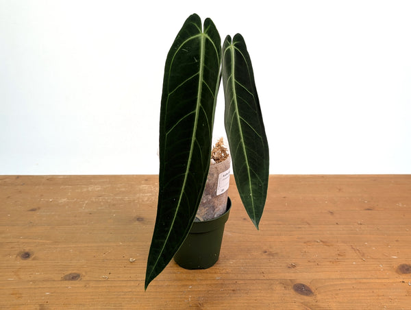 Anthurium Warocqueanum 'Queen' - Exact Plant #20I - Free UPS 2 day air