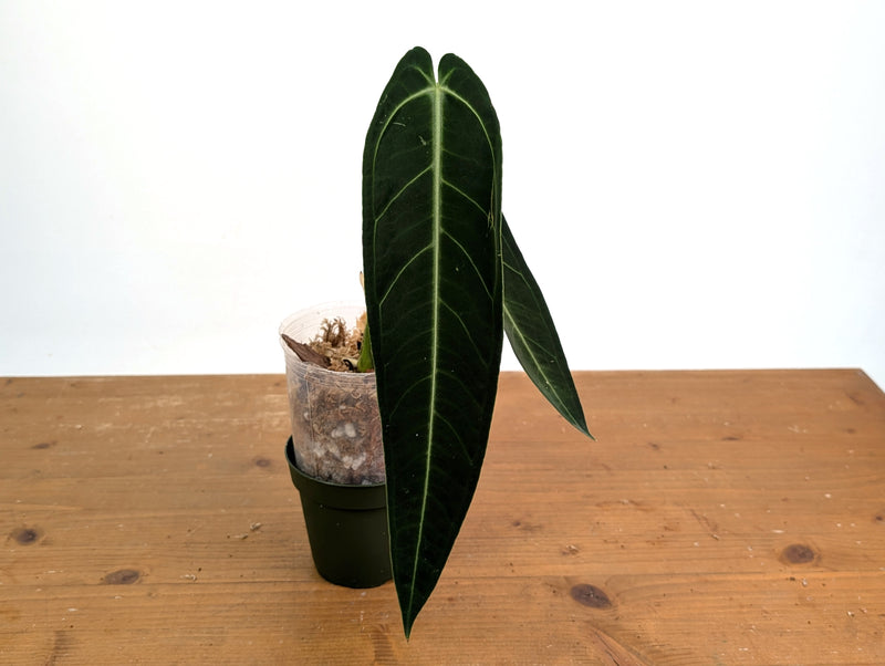 Anthurium Warocqueanum 'Queen' - Exact Plant #20I - Free UPS 2 day air