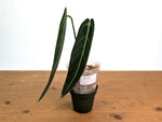 Anthurium Warocqueanum 'Queen' - Exact Plant #20I - Free UPS 2 day air