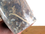 Anthurium Warocqueanum 'Queen' - Exact Plant #20I - Free UPS 2 day air