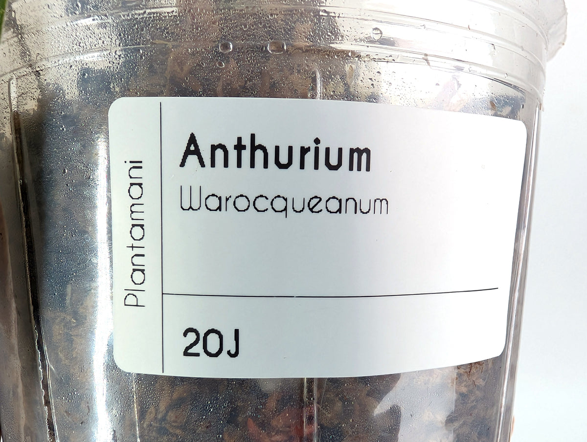 Anthurium Warocqueanum 'Queen' - Exact Plant #20J - Free UPS 2 day air