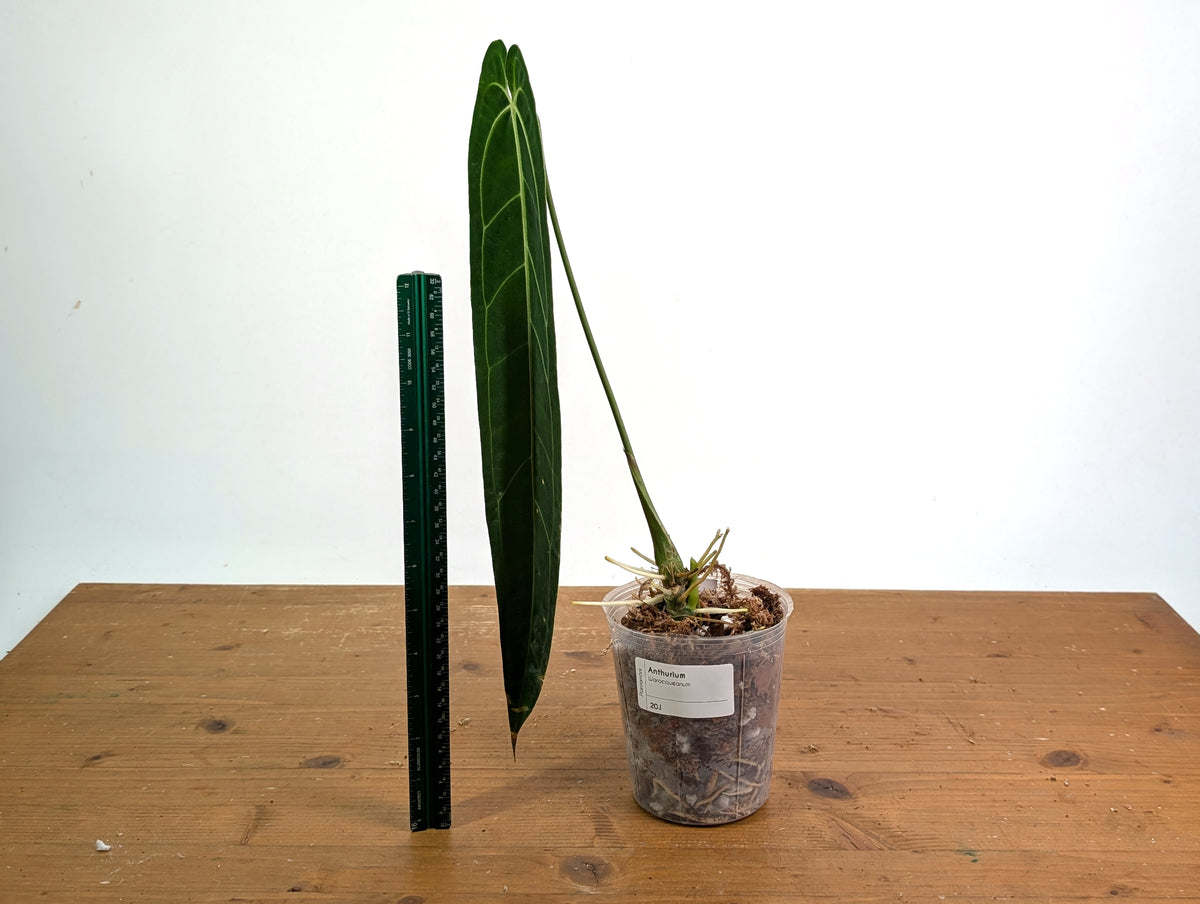 Anthurium Warocqueanum 'Queen' - Exact Plant #20J - Free UPS 2 day air