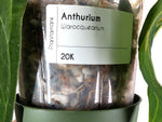 Anthurium Warocqueanum 'Queen' - Exact Plant #20K - Free UPS 2 day air