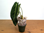 Anthurium Warocqueanum 'Queen' - Exact Plant #20K - Free UPS 2 day air