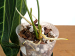Anthurium Warocqueanum 'Queen' - Exact Plant #20K - Free UPS 2 day air