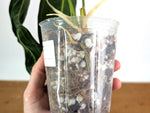 Anthurium Warocqueanum 'Queen' - Exact Plant #20K - Free UPS 2 day air