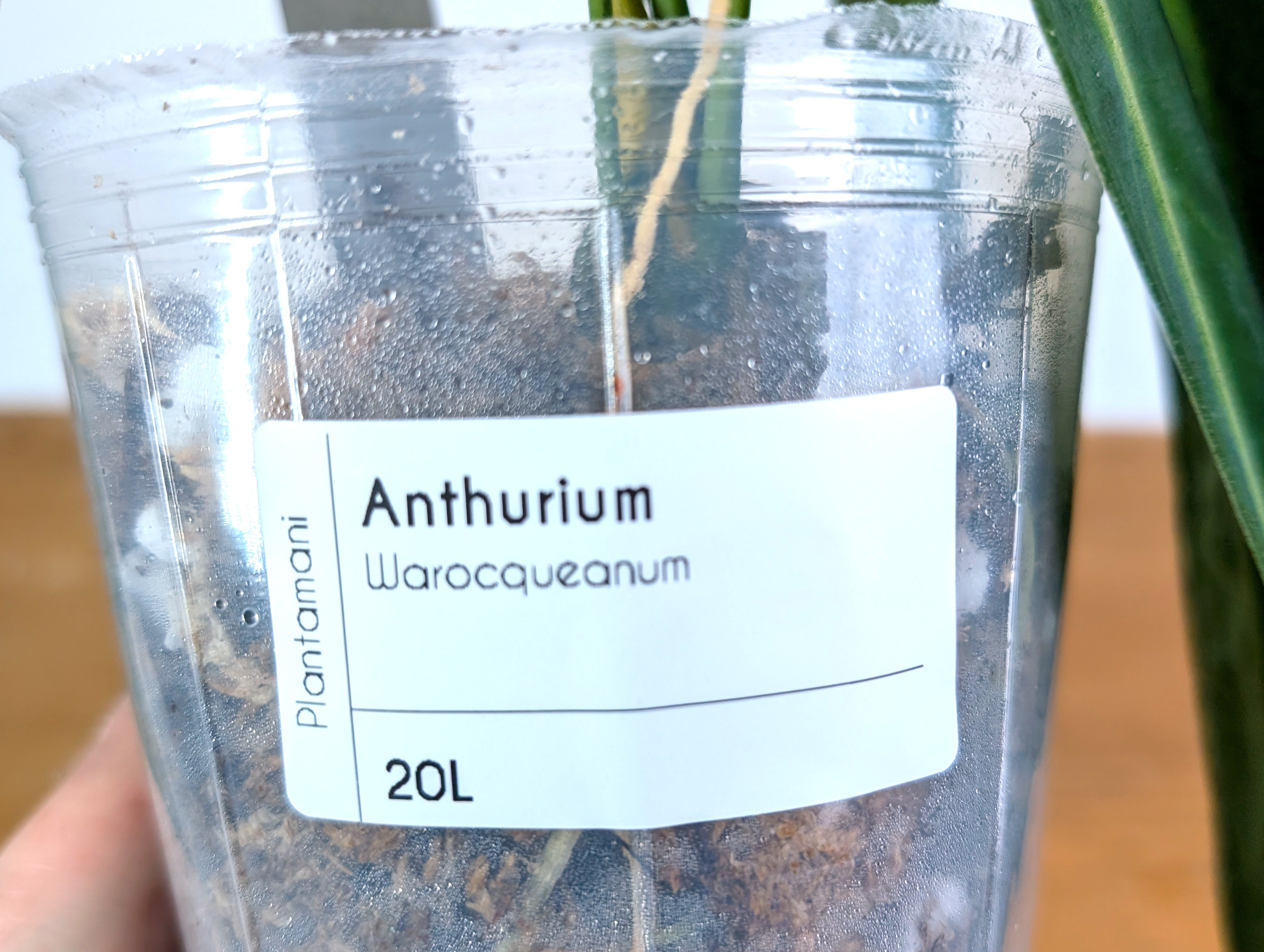 Anthurium Warocqueanum 'Queen' - Exact Plant #20L - Free UPS 2 day