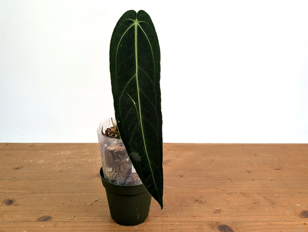 Anthurium Warocqueanum 'Queen' - Exact Plant #20N - Free UPS 2 day air