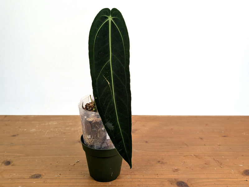 Anthurium Warocqueanum 'Queen' - Exact Plant #20N - Free UPS 2 day air