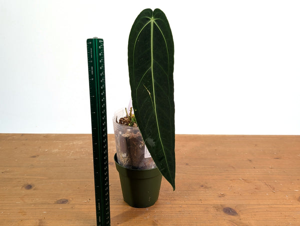 Anthurium Warocqueanum 'Queen' - Exact Plant #20N - Free UPS 2 day air