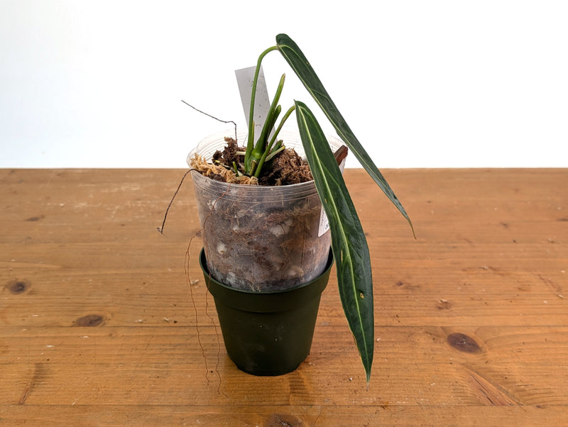 Anthurium Warocqueanum 'Queen' - Exact Plant #20O - Free UPS 2 day air