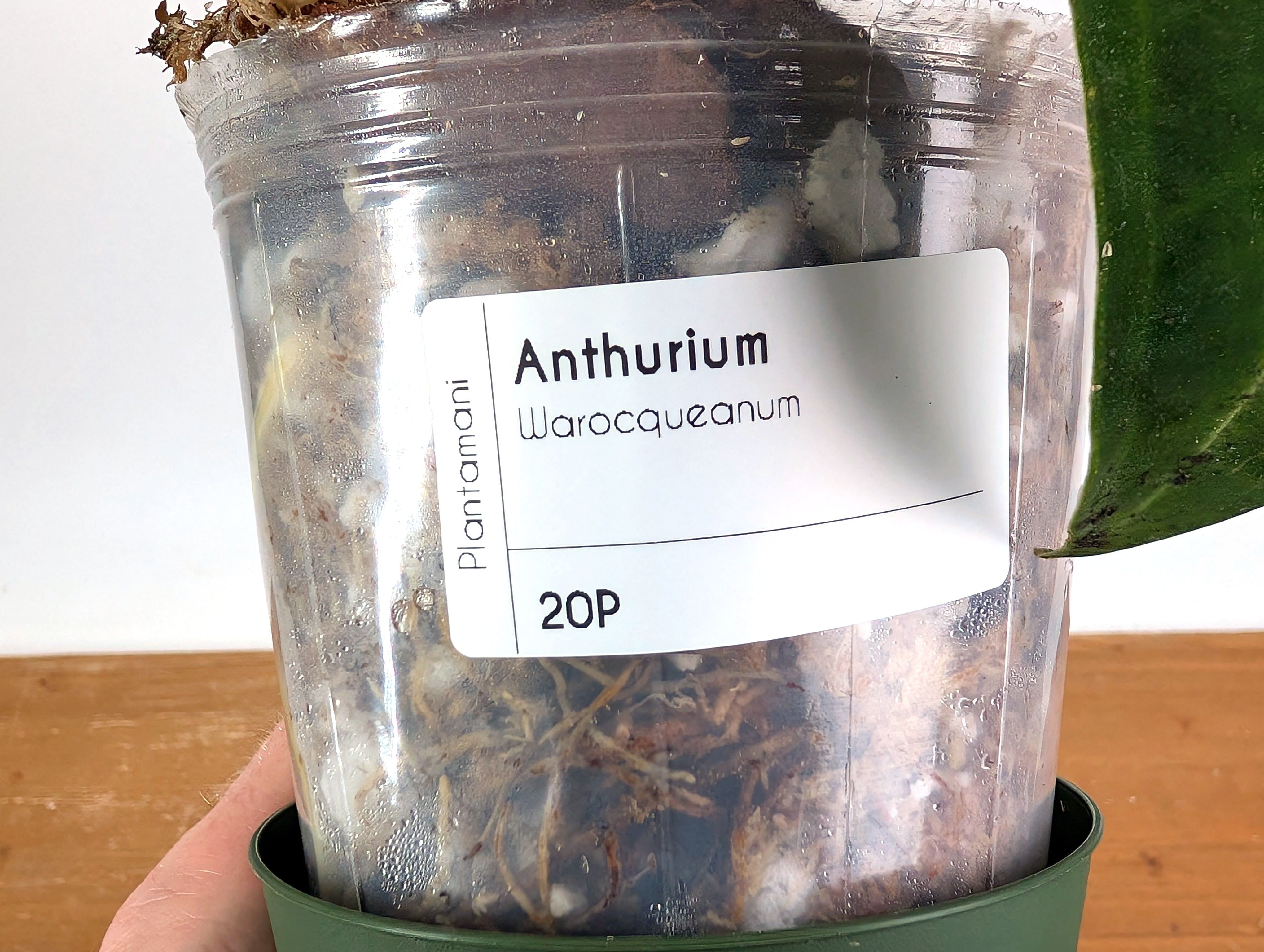 クイーンクック　ウォック 新品・元箱あり】アムウェイ クィーン ウォック Amway : イイコレ