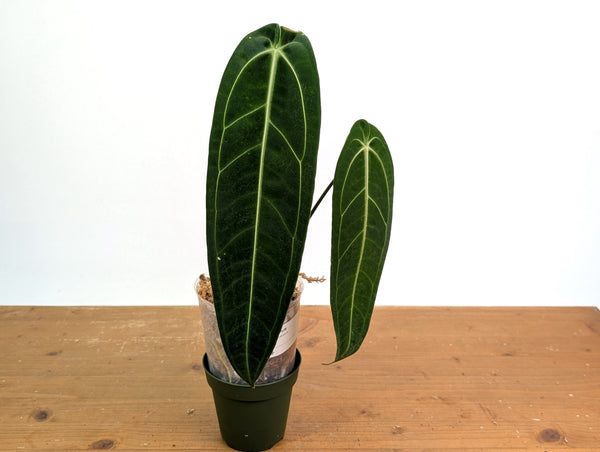 Anthurium Warocqueanum 'Queen' - Exact Plant #20P - Free UPS 2 day air