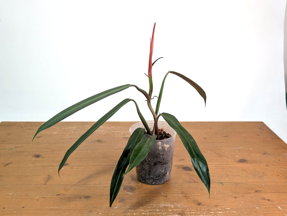 philodendron bicolore Philodendron Bicolor – Plantamani Plants