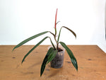 Philodendron Bicolor