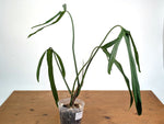 Philodendron Paloraense Variegated (Mature) - Exact Plant #21D