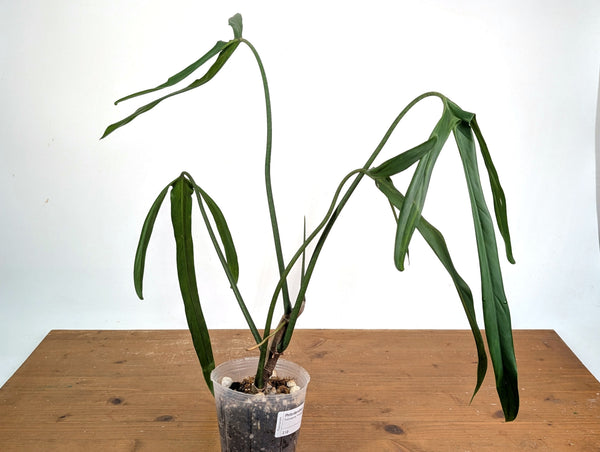 Philodendron Paloraense Variegated (Mature) - Exact Plant #21D