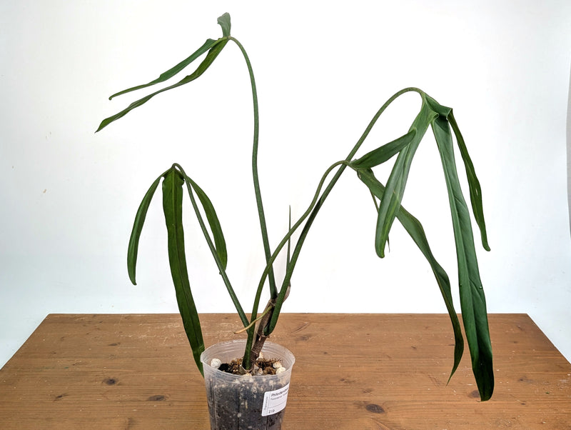 Philodendron Paloraense Variegated (Mature) - Exact Plant #21D