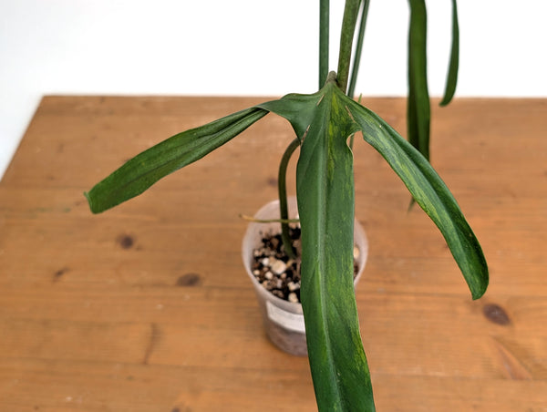 Philodendron Paloraense Variegated (Mature) - Exact Plant #21D