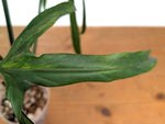Philodendron Paloraense Variegated (Mature) - Exact Plant #21D