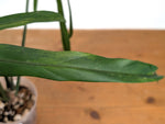 Philodendron Paloraense Variegated (Mature) - Exact Plant #21D