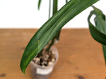 Philodendron Paloraense Variegated (Mature) - Exact Plant #21D