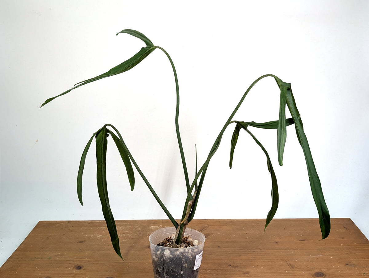 Philodendron Paloraense Variegated (Mature) - Exact Plant #21D