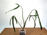 Philodendron Paloraense Variegated (Mature) - Exact Plant #21D
