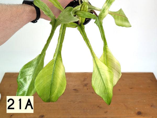 Philodendron Joepii Mint Variegated - Exact Plants (multiple)