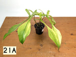 Philodendron Joepii Mint Variegated - Exact Plants (multiple)