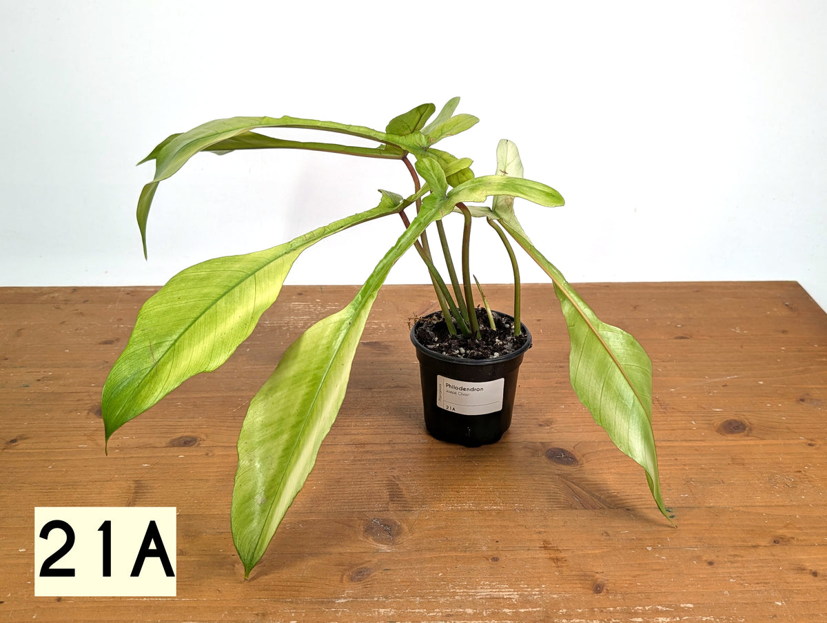 Philodendron Joepii Mint Variegated - Exact Plants (multiple)