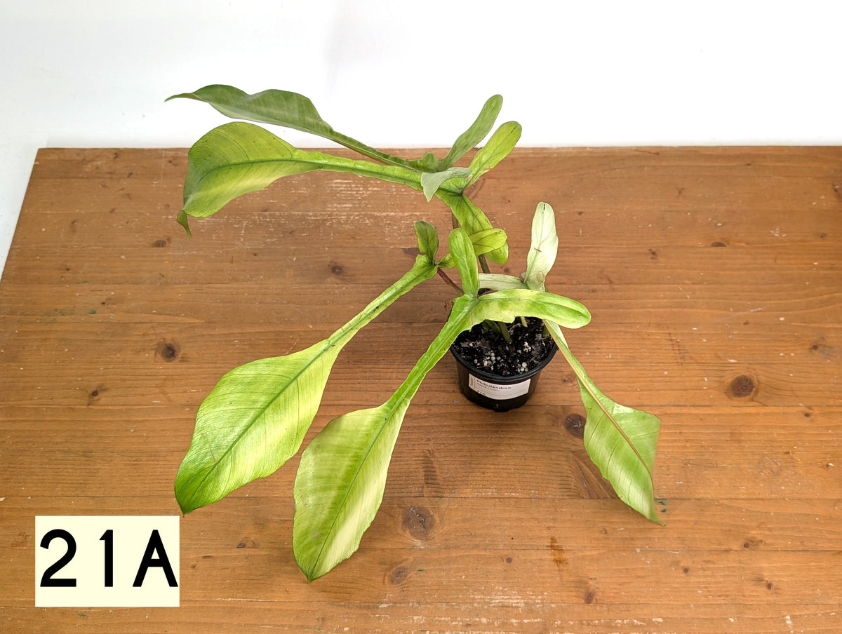 philodendron joepii variegated Philodendron Joepii Mint Variegated