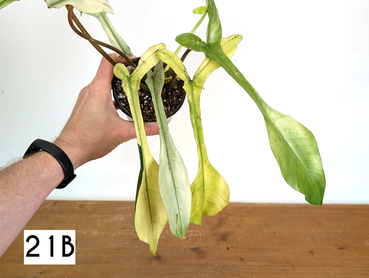 Philodendron Joepii Mint Variegated