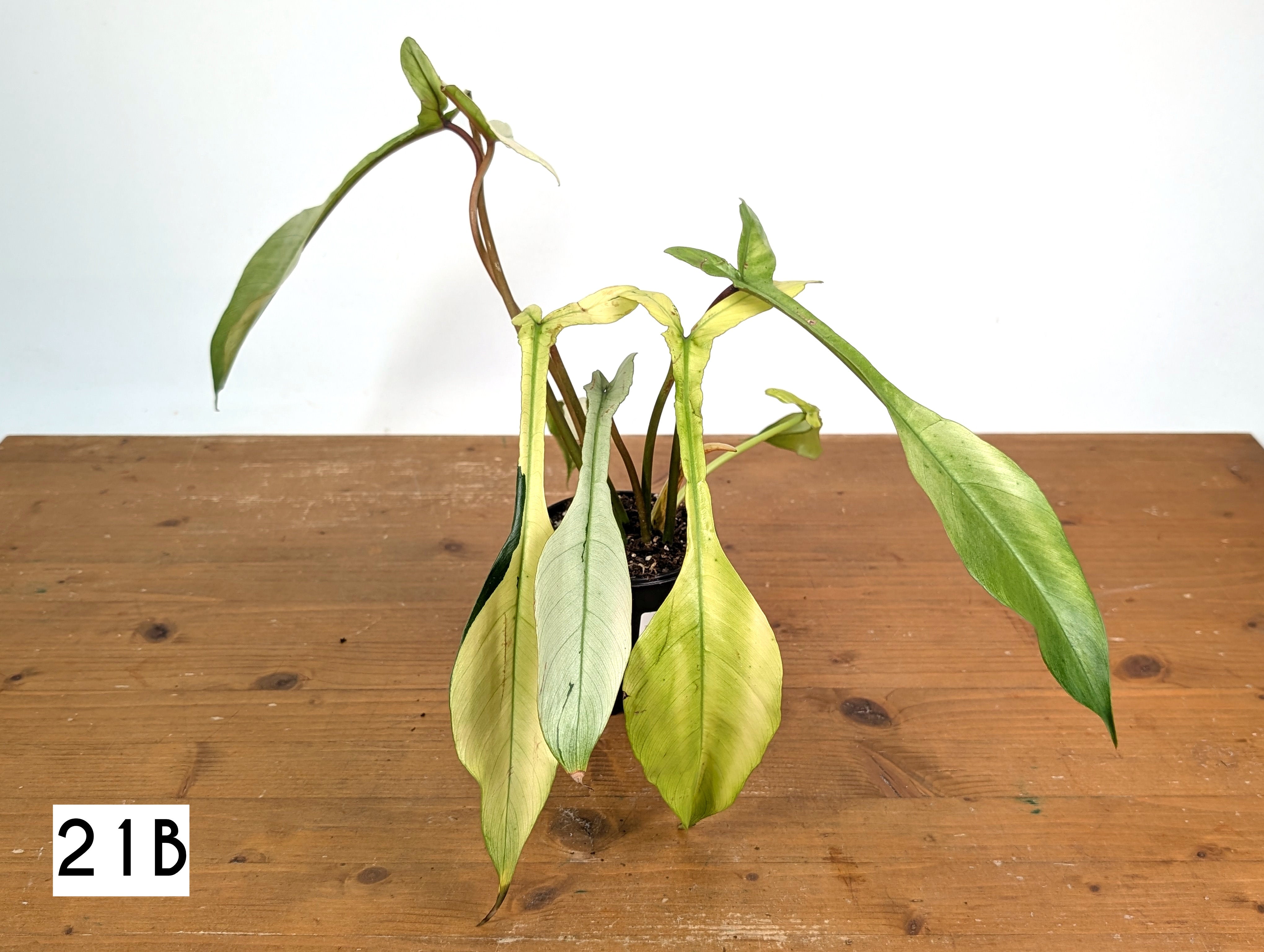 Philodendron Joepii Mint Variegated - Exact Plants (multiple