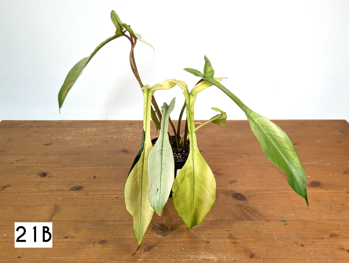 Philodendron Joepii Mint Variegated - Exact Plants (multiple)