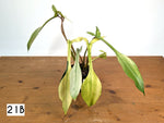 Philodendron Joepii Mint Variegated - Exact Plants (multiple)