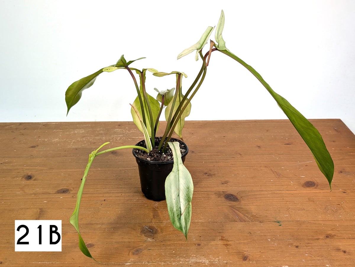 Philodendron Joepii Mint Variegated - Exact Plants (multiple)
