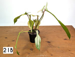 Philodendron Joepii Mint Variegated - Exact Plants (multiple)