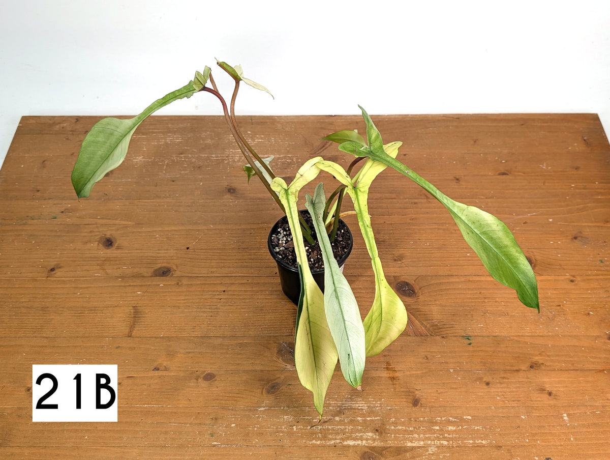 Philodendron Joepii Mint Variegated - Exact Plants (multiple)