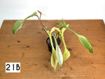 Philodendron Joepii Mint Variegated - Exact Plants (multiple)