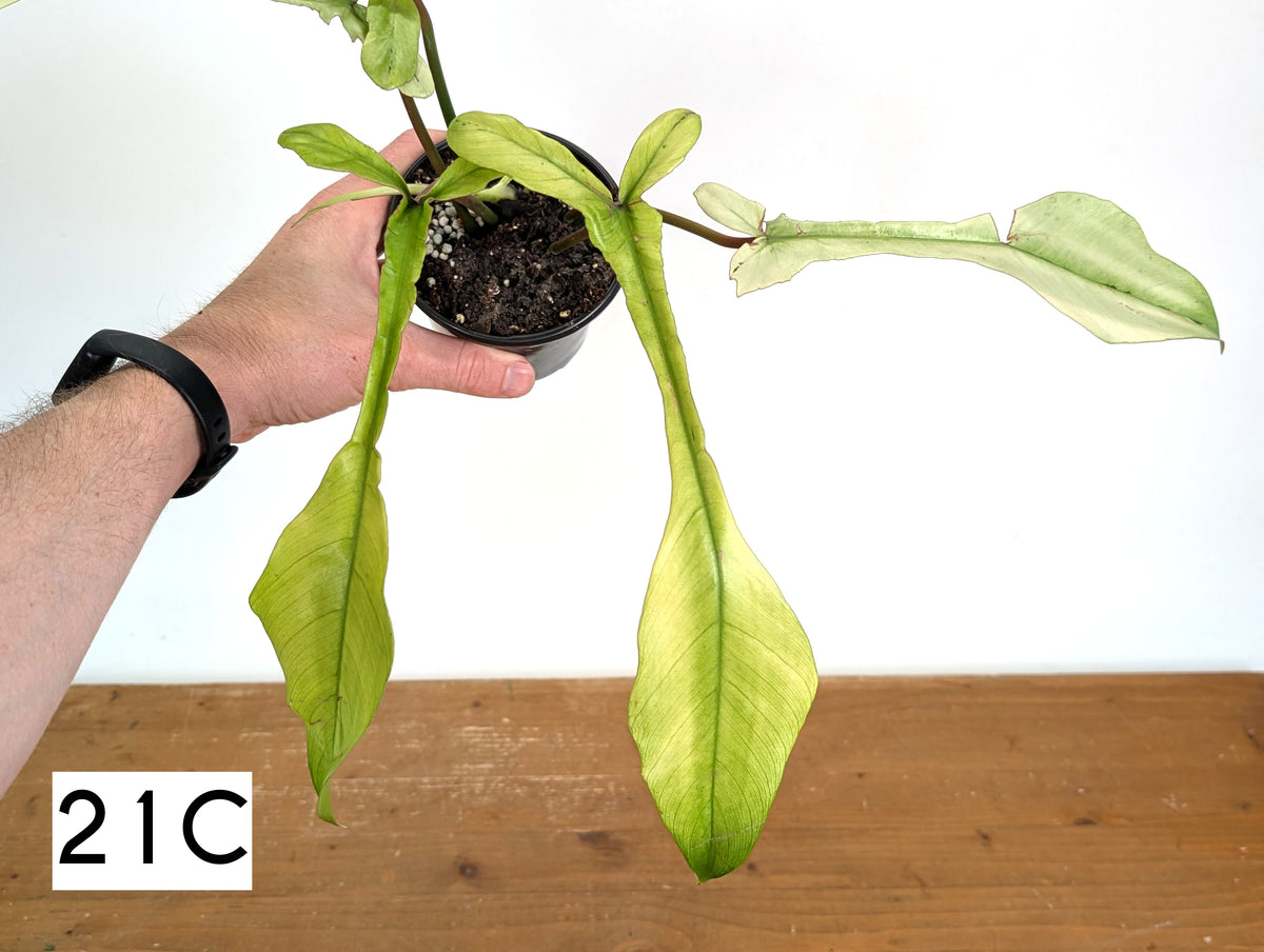 Philodendron Joepii Mint Variegated - Exact Plants (multiple)