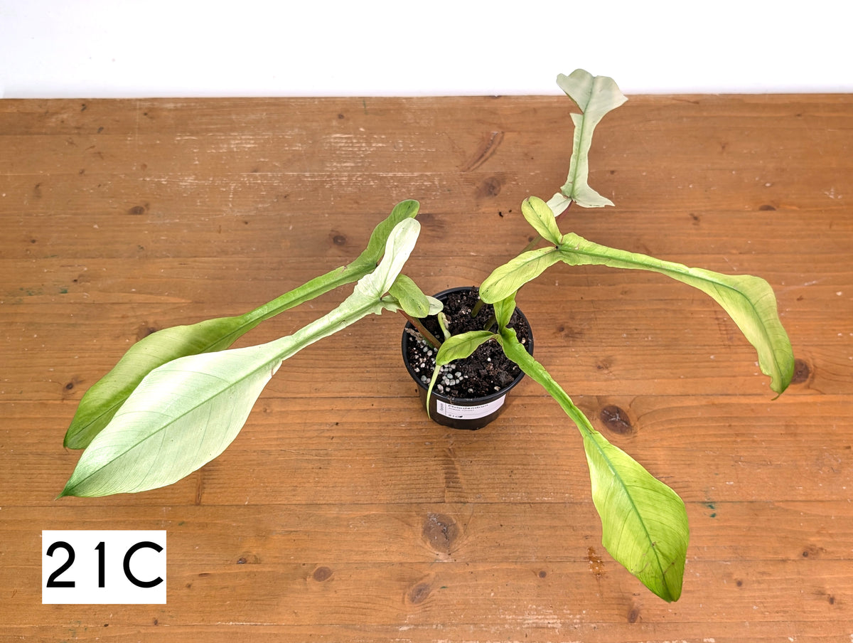 Philodendron Joepii Mint Variegated - Exact Plants (multiple)